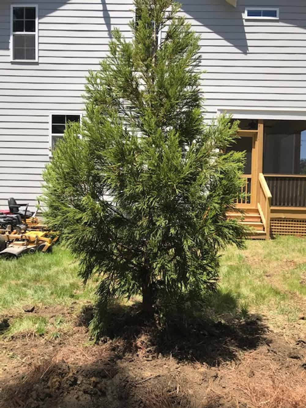 Tree Trimming and Planting image